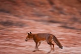 A red fox on red desert country.