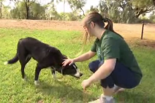 A woman pats a dog outside, the grass is green