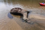 dead horse in water