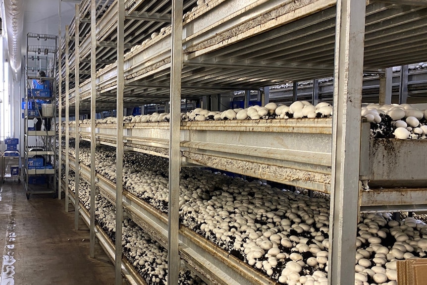 A mushroom growing facility.