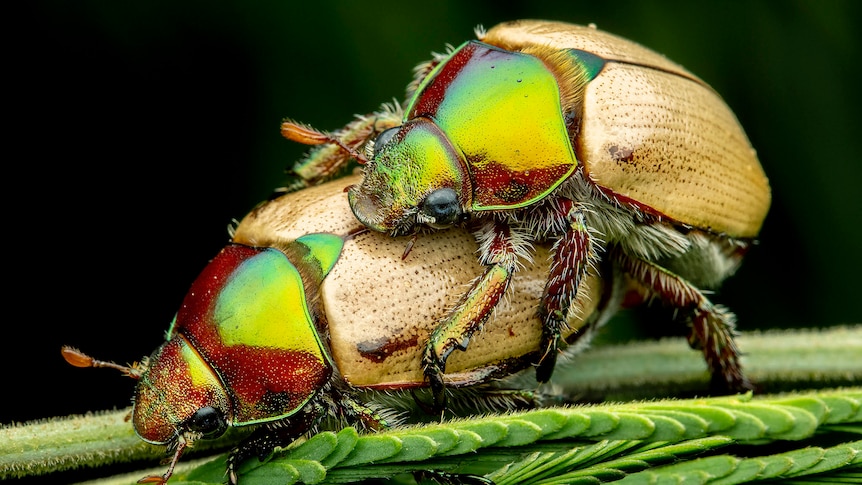 a large brightly coloured beetle with a slightly smaller one on its back, on a bright green leaf