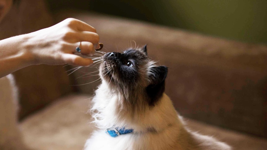 Fluffy white and brown cat wearing a blue collar sitting and being handed a treat to depict how to train cats and teach tricks.