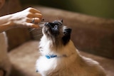 Fluffy white and brown cat wearing a blue collar sitting and being handed a treat to depict how to train cats and teach tricks.