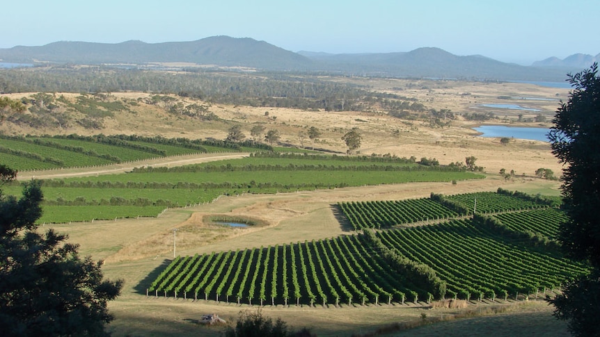 The view from the Grass Tree Hill Lookout over Freycinet Vineyard and Moulting Lagoon