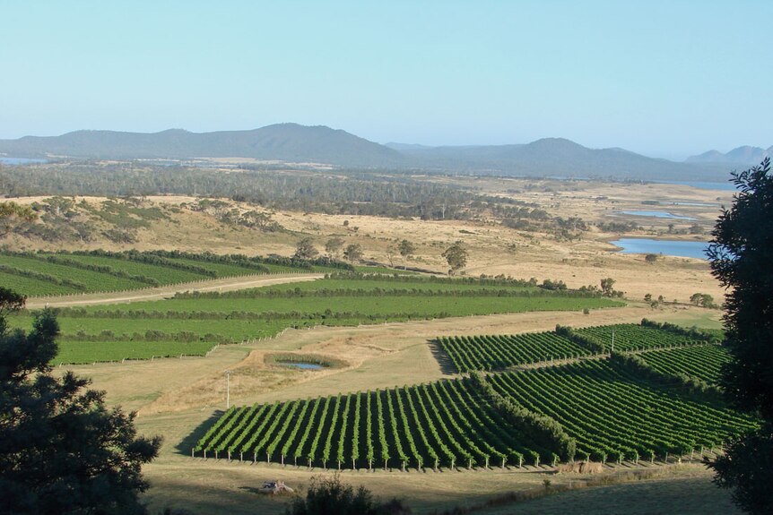 The view from the Grass Tree Hill Lookout over Freycinet Vineyard and Moulting Lagoon