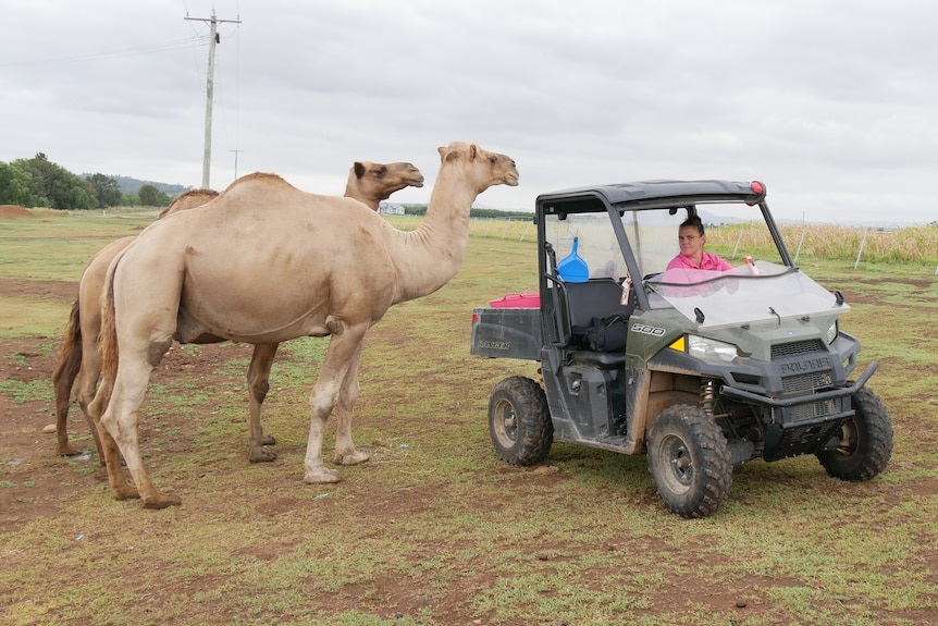 Two large camels towering over a buggy with Michelle sitting inside