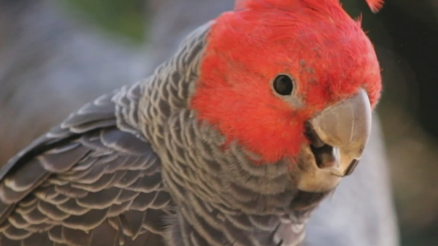 A cockatoo with grey body and red head.