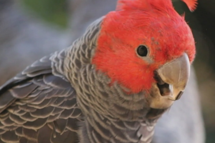 A cockatoo with grey body and red head.