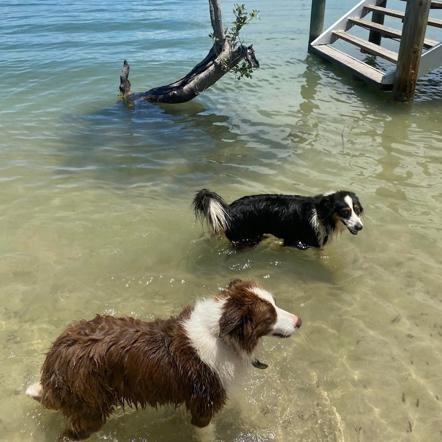 Two dogs swimming in water