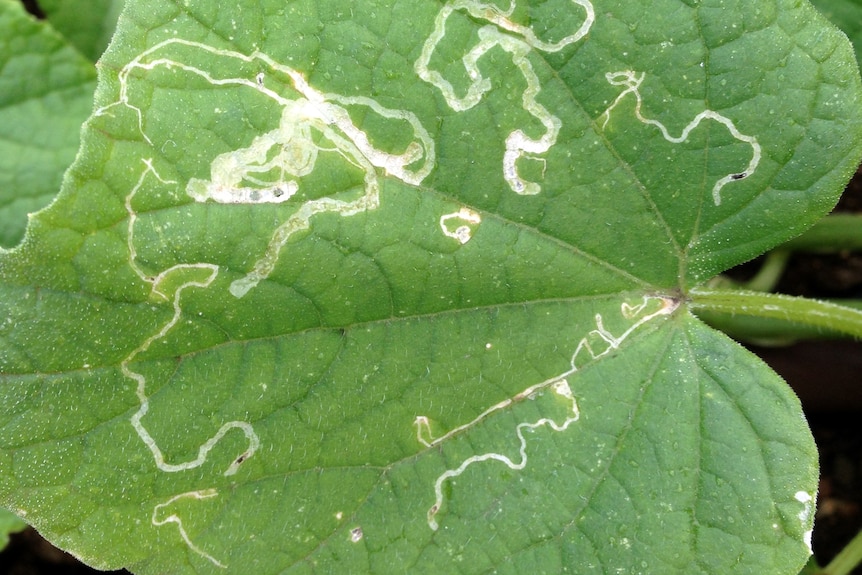 Close up of damage to green leaf from pest