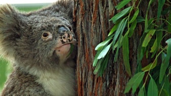 The preserved body of Sam the koala sits on display at the Melbourne Museum (ABC News: Simon Brown)