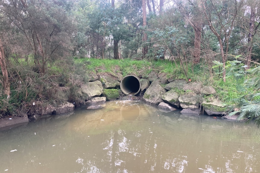 a stormwater drain on the bank of Gardiner's creek.  the water is a murky brown color and there are trees on the riverbank.