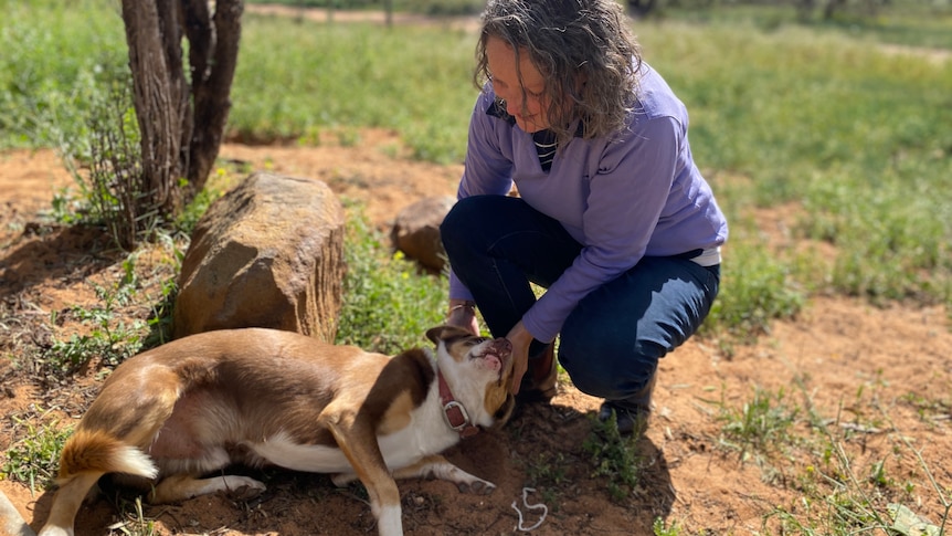 Peri McIntosh, who has curly grey hair and a lilac jumper, pats her border collie