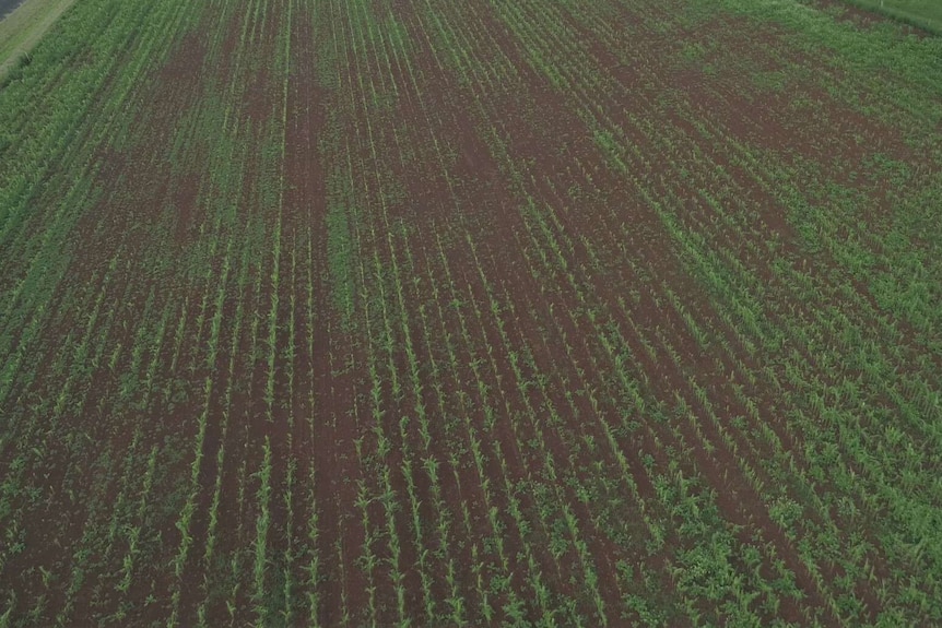 A damaged corn field seen from the air