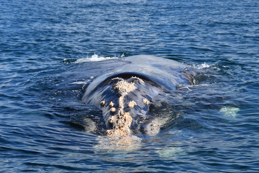 A southern right whale close up in the water