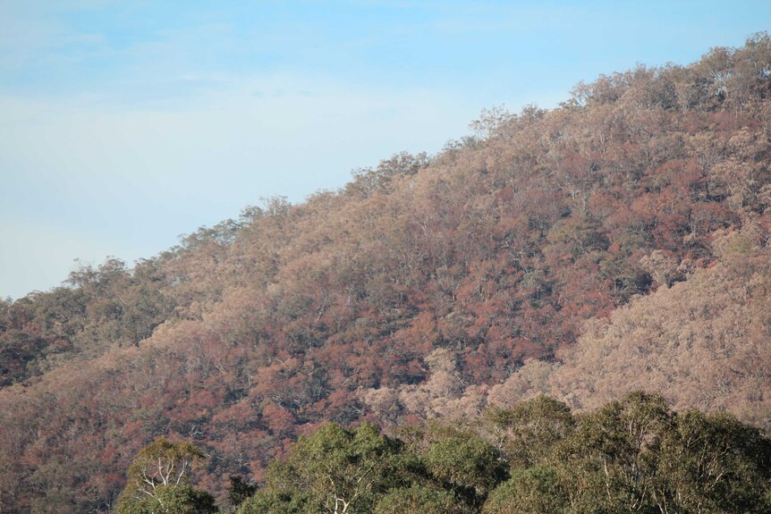 An entire hillside covered in dead Eucalyptus trees.