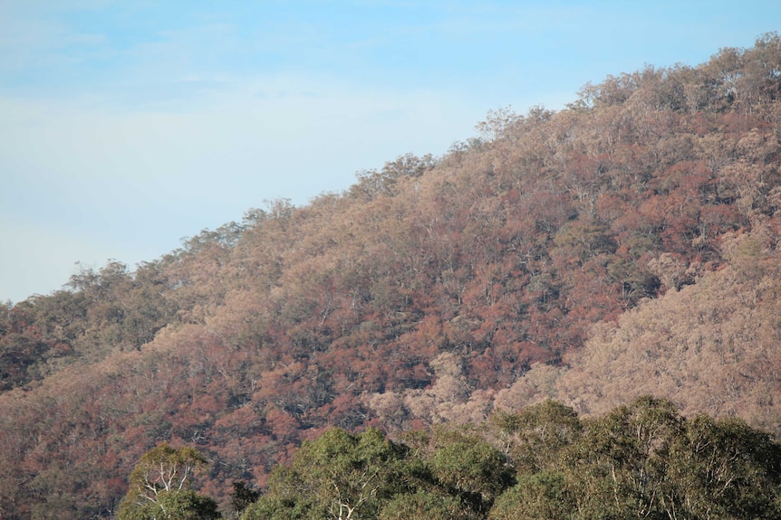 An entire hillside covered in dead Eucalyptus trees.