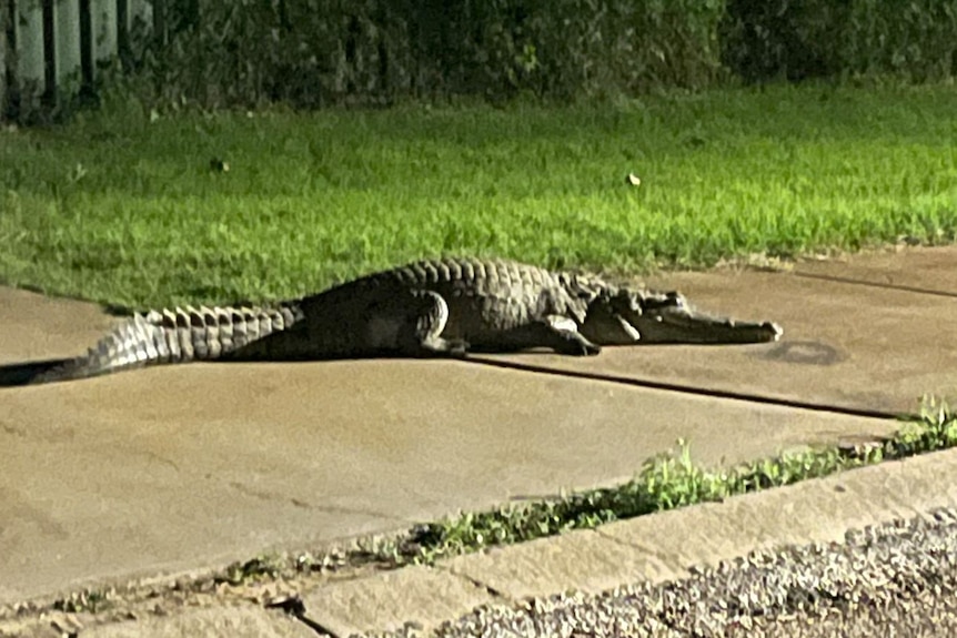 A large crocodile sitting on a footpath. 