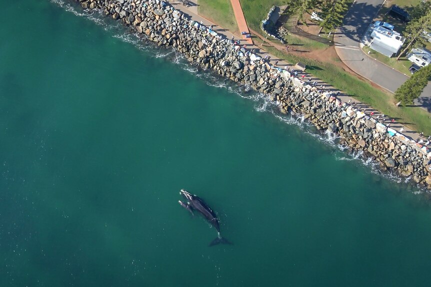 An aerial shot of two whales – a mother and calf – close to a breakwall.