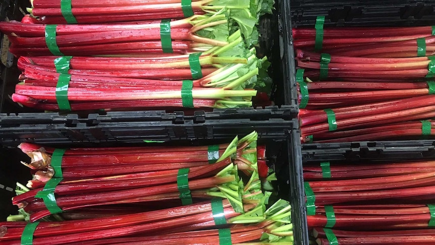 bunches of rhubarb neatly packed into pallets