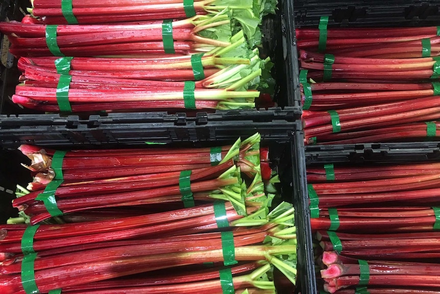 bunches of rhubarb neatly packed into pallets