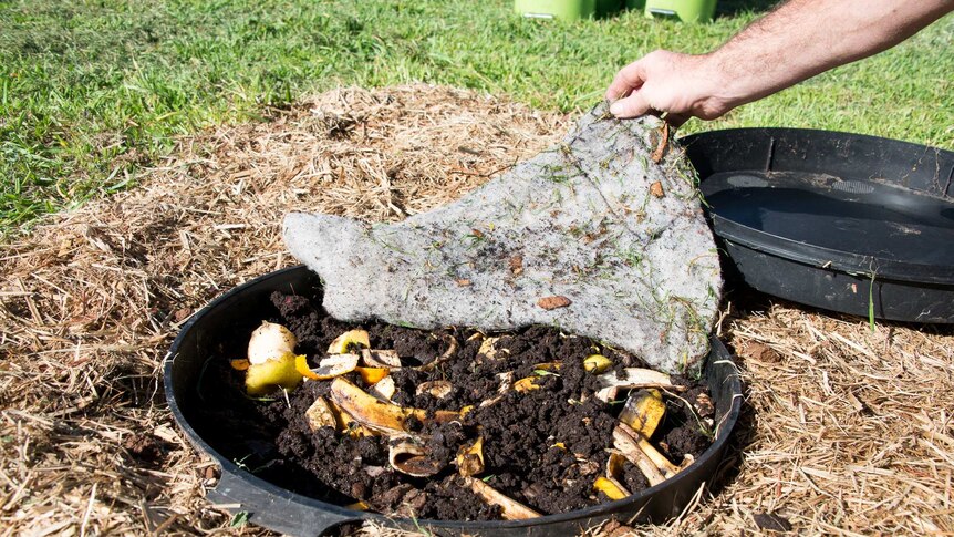 Lifting the lid on a small inground worm farm