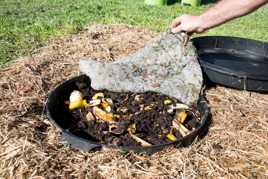 War on Waste: Tips for a successful backyard worm farm to cut household  waste - ABC News