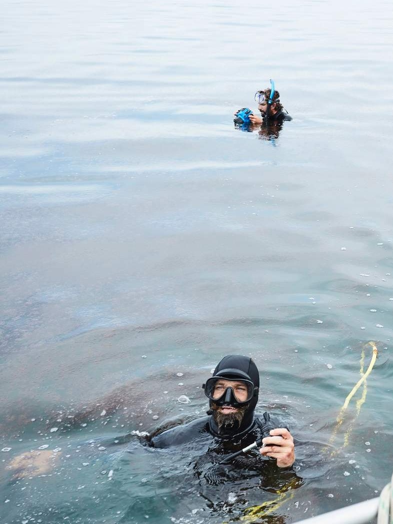 Two divers in the water looking for seaweed.