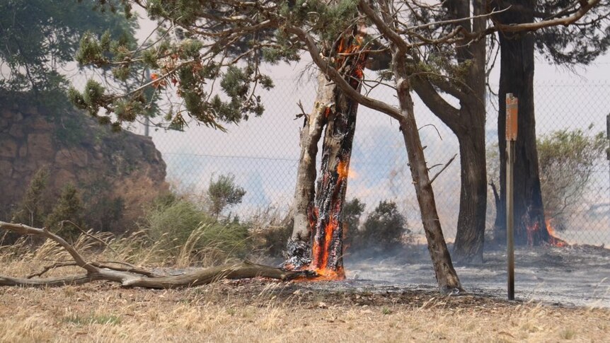 tree trunk burning