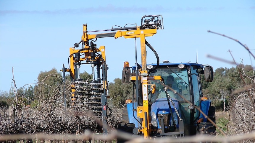 grape vine pruning