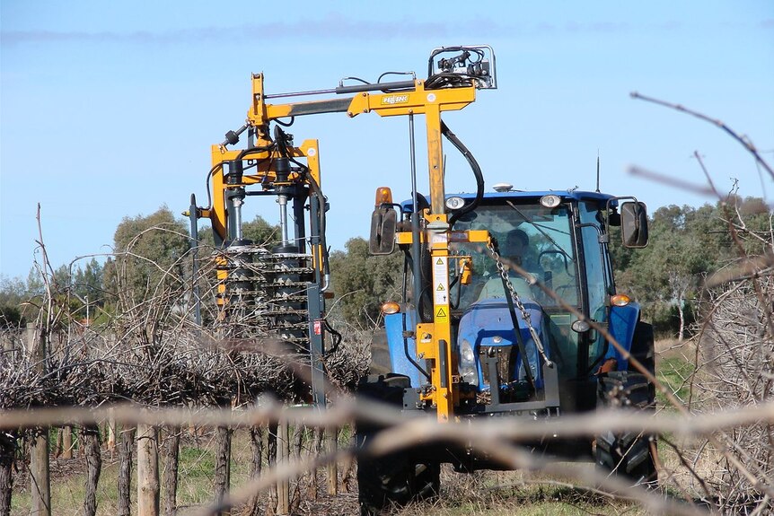 grape vine pruning