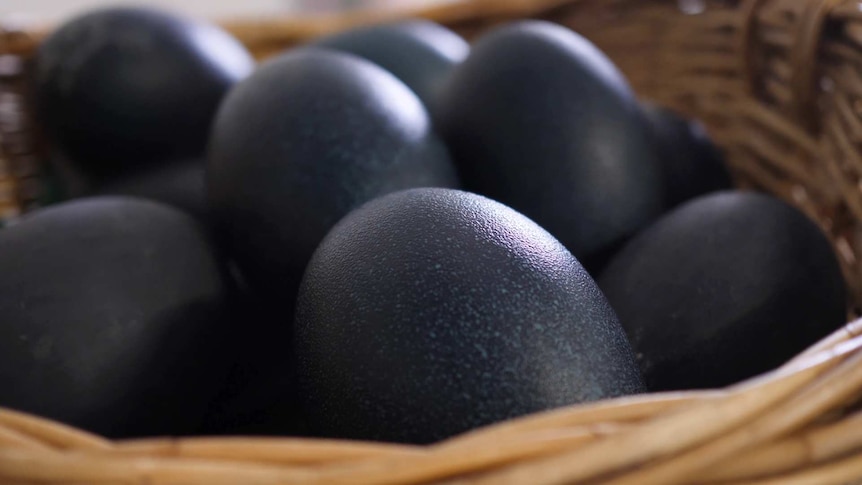 Emu eggs selling for $30 each gain renewed popularity with consumers in WA - ABC News