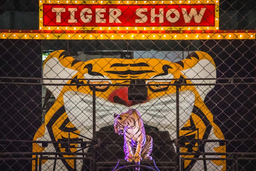 A tiger in front of a large sign saying tiger show and purple lights.