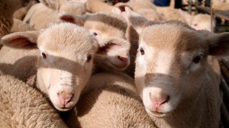 Sheep in a pen on Kangaroo Island.