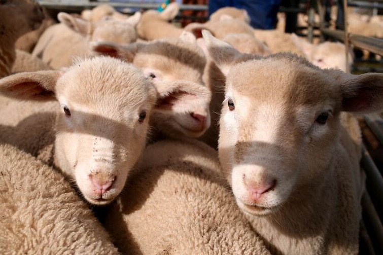 Sheep in a pen on Kangaroo Island.