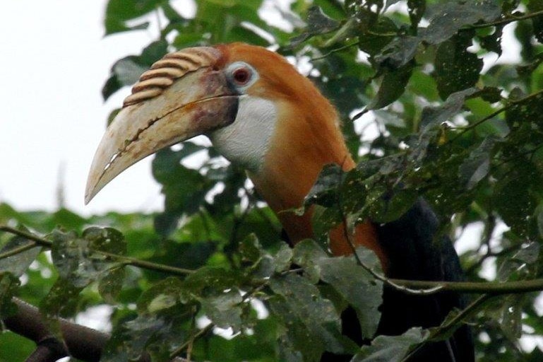 Blyth's hornbill snapped in New Britain