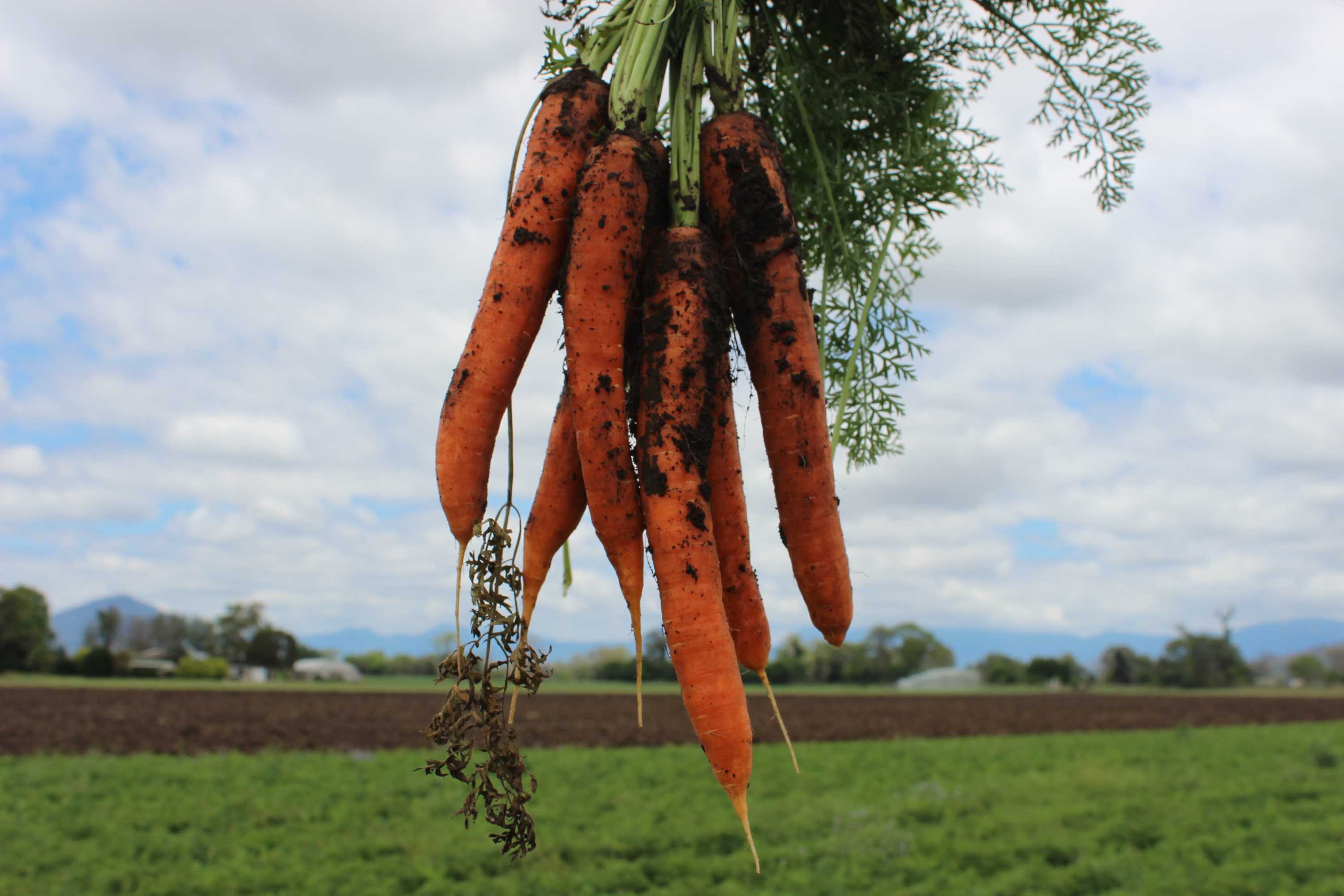 Queensland carrot producer exports to Middle East to avoid carrot glut