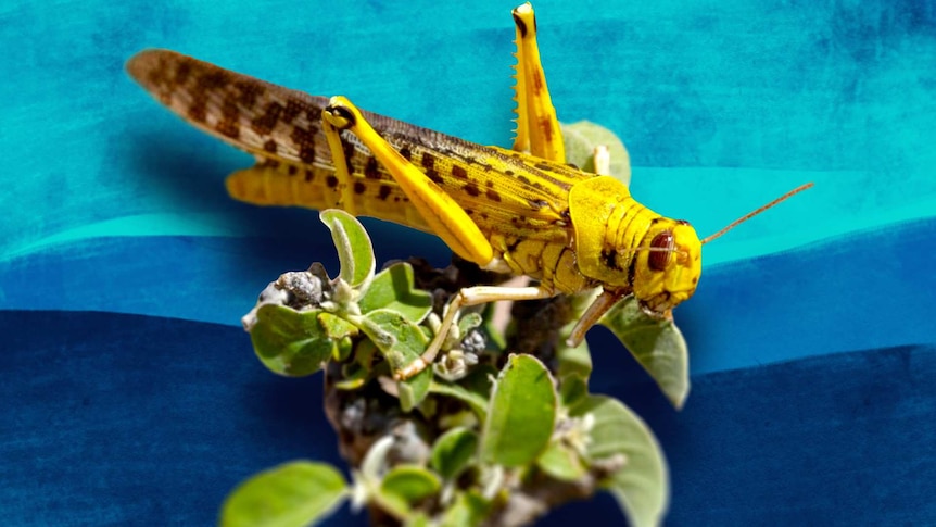 A brightly yellow coloured desert locust sitting on a plant.