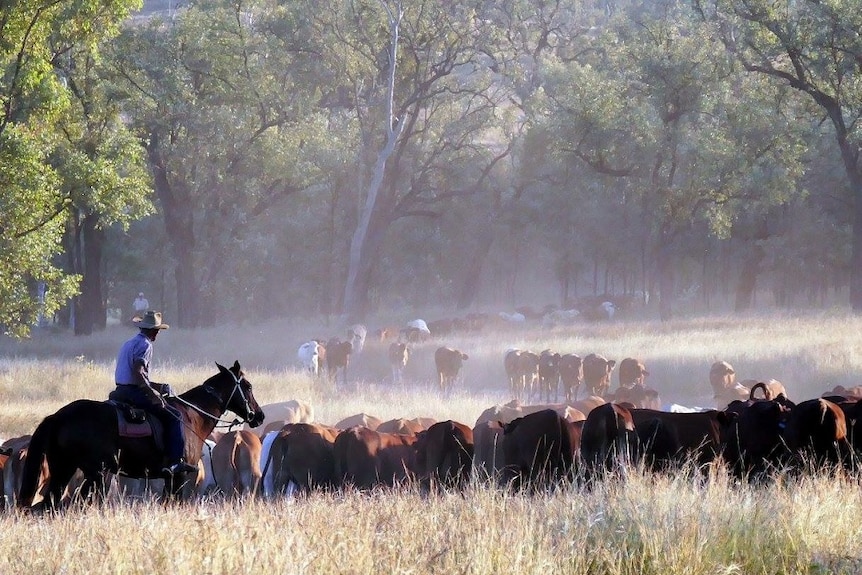 Droving cattle