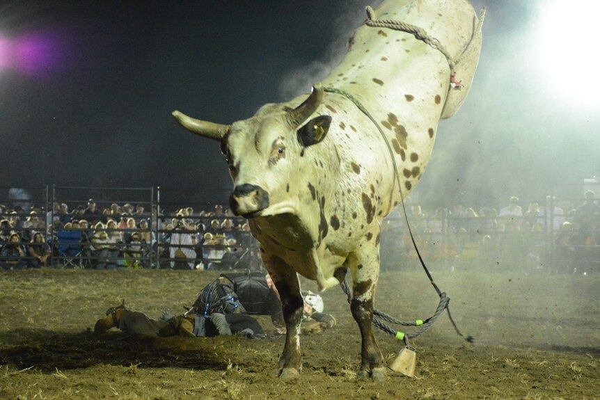 A rampaging bull at the Gargett Rodeo