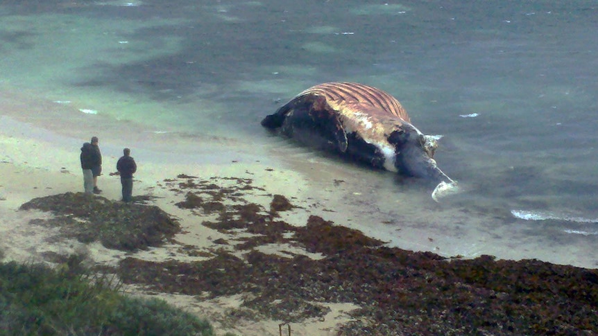 Beached whale carcass Kilcarnup 16.08.2013