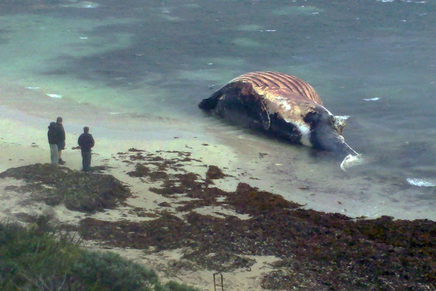 Beached whale carcass Kilcarnup 16.08.2013