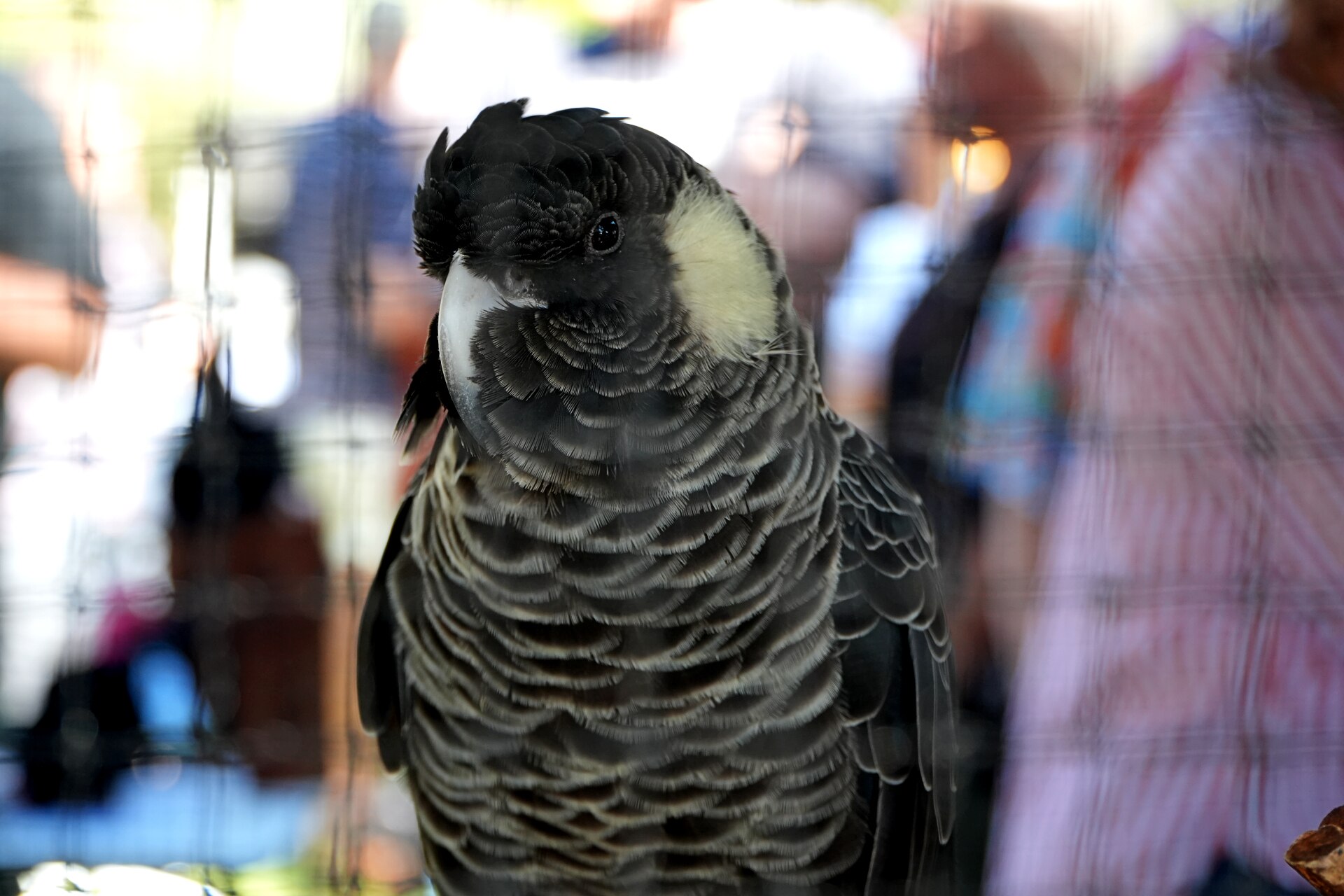 A black cockatoo in a cage