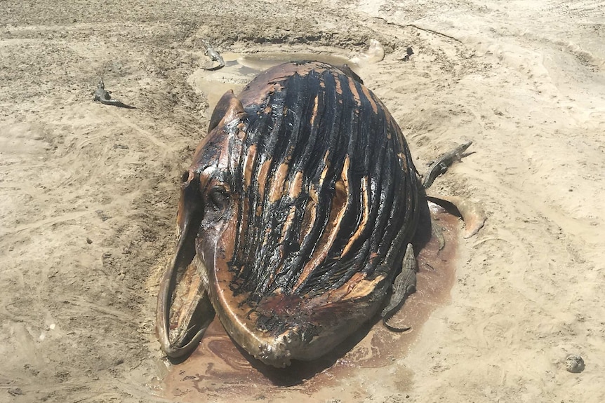 Crocodiles around a dead whale.