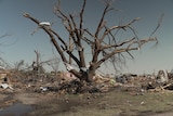 A wrecked tree surrounded by rubble 