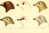 Illustration of North American birds