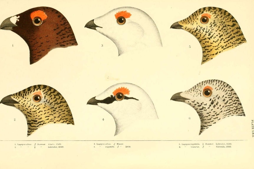 Illustration of North American birds