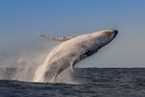 A humpback whale jumps out of the ocean with its white belly facing skywards