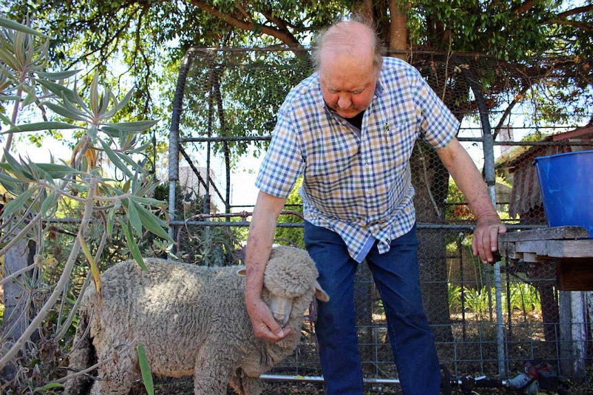 A pet sheep stands outside next to a man who is hand feeding it grain.