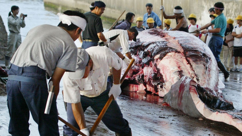 The whistleblowers claim some crewmen made a fortune from reselling the whale meat.